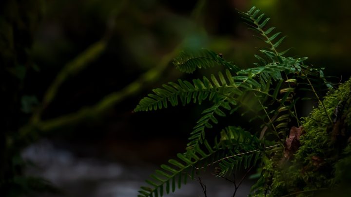 découvrez les enjeux et les stratégies du développement durable pour préserver notre planète. apprenez comment intégrer des pratiques écologiques dans votre quotidien et favoriser un avenir responsable et viable.