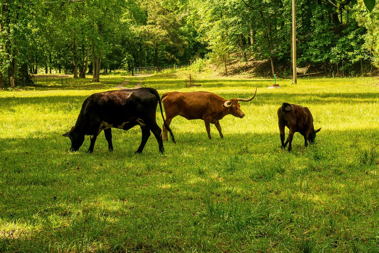 découvrez l'empreinte carbone, un indicateur clé de l'impact environnemental de nos activités. apprenez comment la mesurer, réduire votre empreinte et contribuer à un avenir durable.