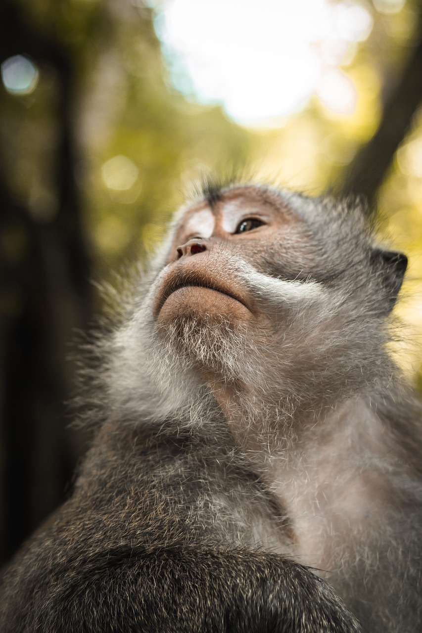 découvrez l'importance de la biodiversité pour notre planète, ses enjeux écologiques, et comment préserver la richesse naturelle qui soutient toutes les formes de vie.