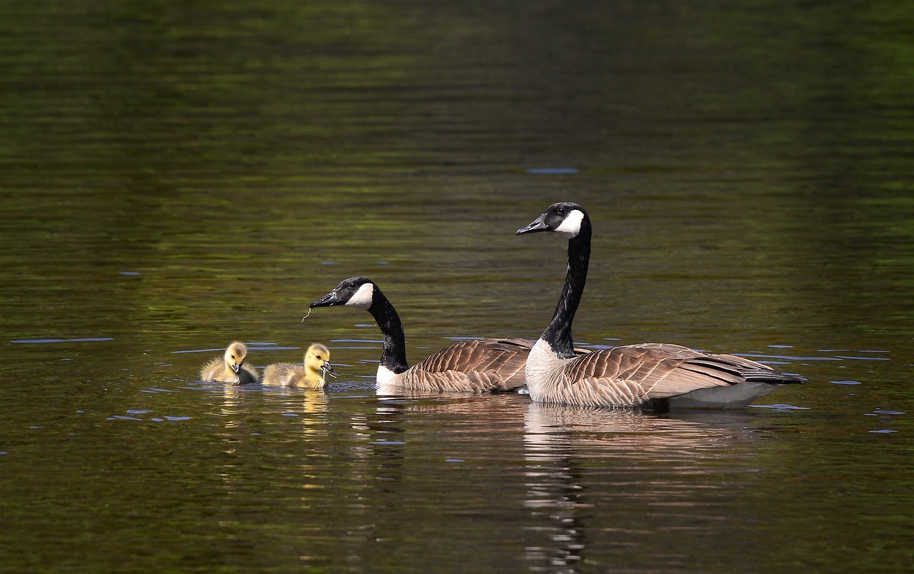 découvrez l'importance de la biodiversité pour notre planète. explorez les rôles essentiels de la diversité des espèces, la conservation des écosystèmes et comment chaque geste compte pour protéger notre environnement.