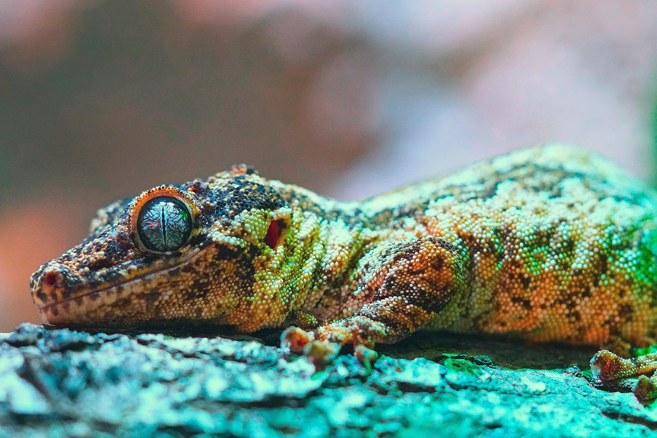 découvrez l'importance de la biodiversité pour notre planète, ses enjeux, et les actions à entreprendre pour la préserver. apprenez comment chaque espèce, grande ou petite, joue un rôle crucial dans l'équilibre des écosystèmes.