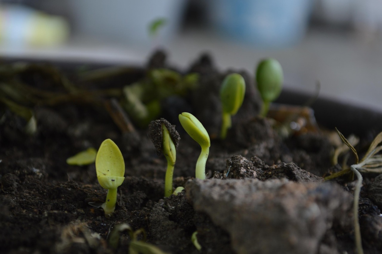 découvrez le compostage, une méthode écologique pour réduire vos déchets organiques tout en enrichissant votre jardin. apprenez à transformer vos épluchures et restes alimentaires en compost précieux pour améliorer la santé de votre sol et favoriser une fertilité durable.