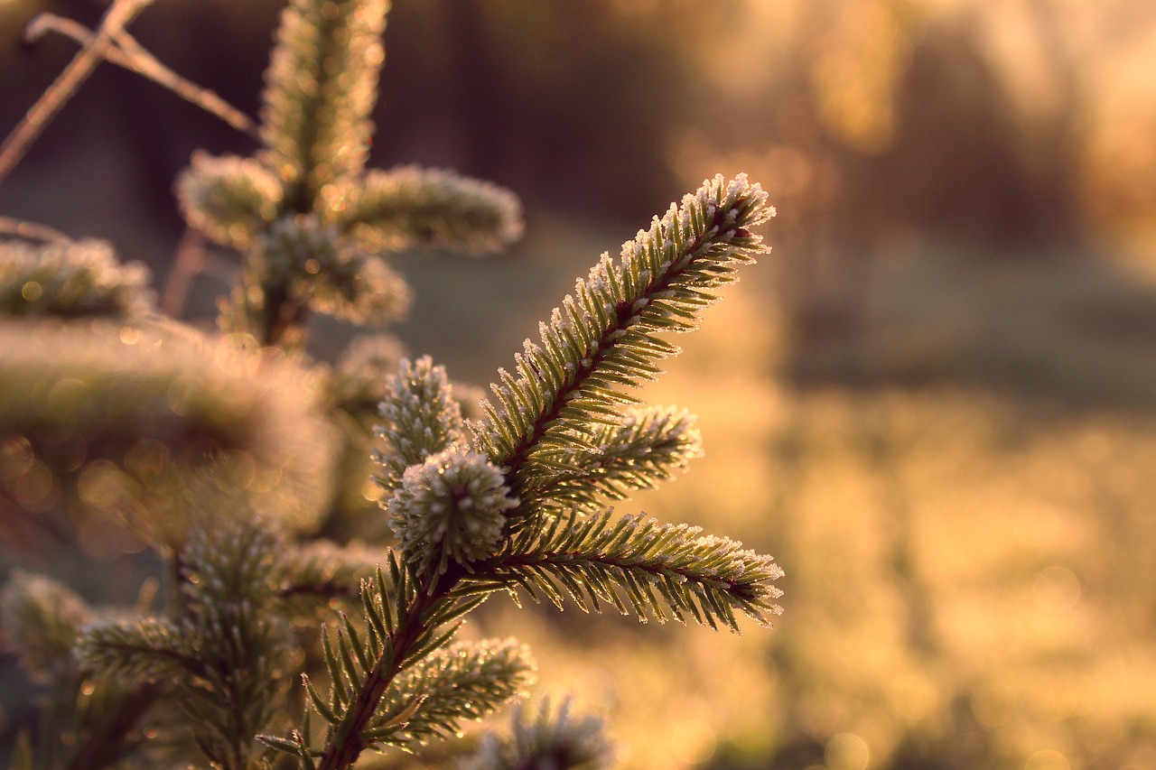 découvrez l'écologie, la science qui étudie les interactions entre les êtres vivants et leur environnement. apprenez comment préserver notre planète, favoriser la biodiversité et adopter des pratiques durables pour un avenir meilleur.