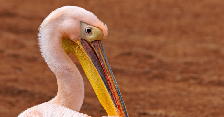 Biodiversité : comprendre son importance pour l’équilibre des écosystèmes