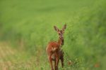 Les synergies entre biodiversité et bilan carbone