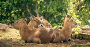 Écotourisme : Une aventure responsable au cœur de la nature
