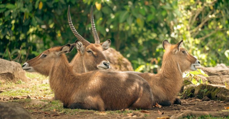 Écotourisme : Une aventure responsable au cœur de la nature