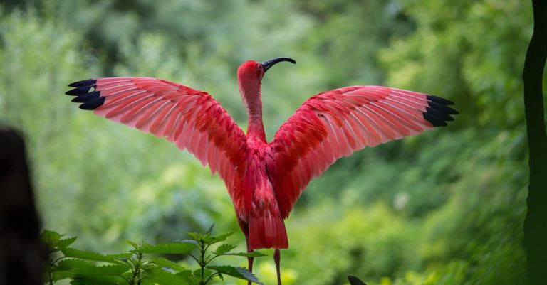 Protection de la faune : stratégies essentielles pour préserver notre biodiversité