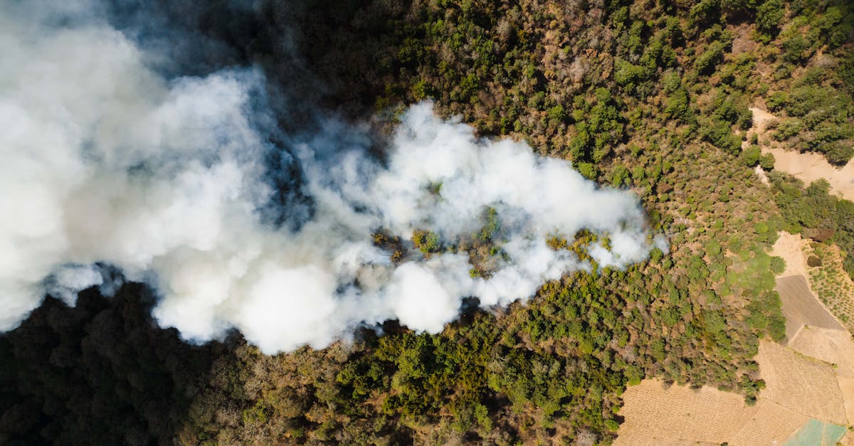 découvrez l'impact des dommages écologiques sur notre planète. explorez les causes, les conséquences et les solutions pour préserver notre environnement à travers une prise de conscience et des actions durables.