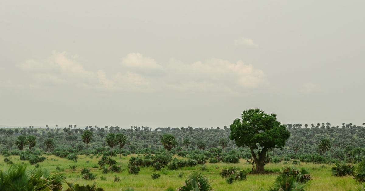 découvrez l'écotourisme, une façon responsable d'explorer la nature tout en préservant l'environnement. plongez dans des destinations durables et participez à des expériences authentiques qui soutiennent les communautés locales.