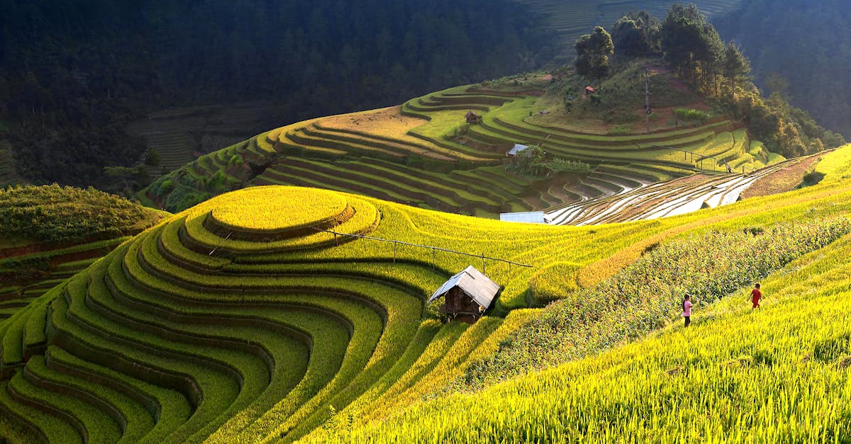 découvrez les pratiques de l'agriculture durable, qui préservent l'environnement tout en améliorant la qualité des cultures. explorez des méthodes respectueuses de la nature pour un avenir agricole responsable.