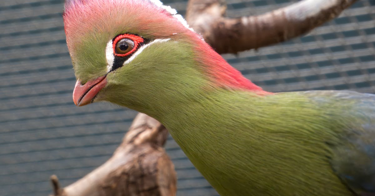 découvrez l'importance de la conservation de la faune et des efforts pour protéger notre biodiversité. engagez-vous dans des initiatives pour préserver les habitats naturels et sauver les espèces menacées.