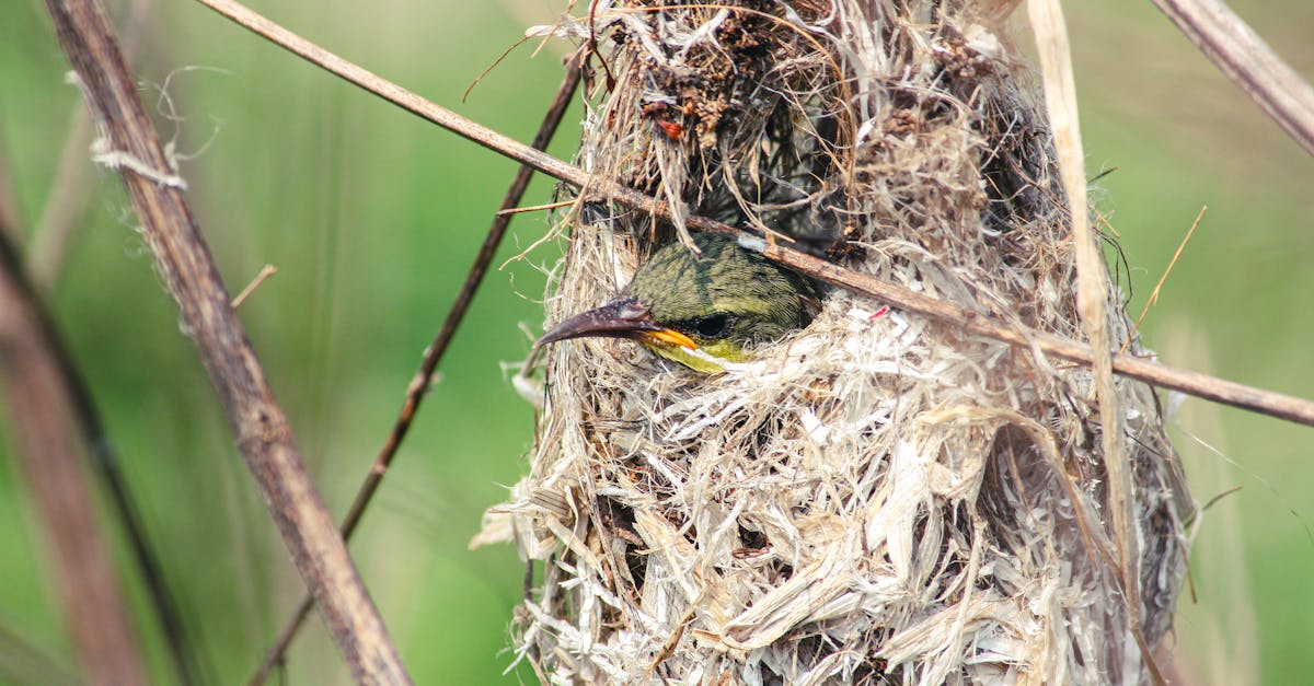 découvrez l'importance de la conservation de la faune, des initiatives et des stratégies pour protéger les espèces menacées et préserver les habitats naturels. engagez-vous pour un avenir durable et soutenez les efforts de sauvegarde de la biodiversité.