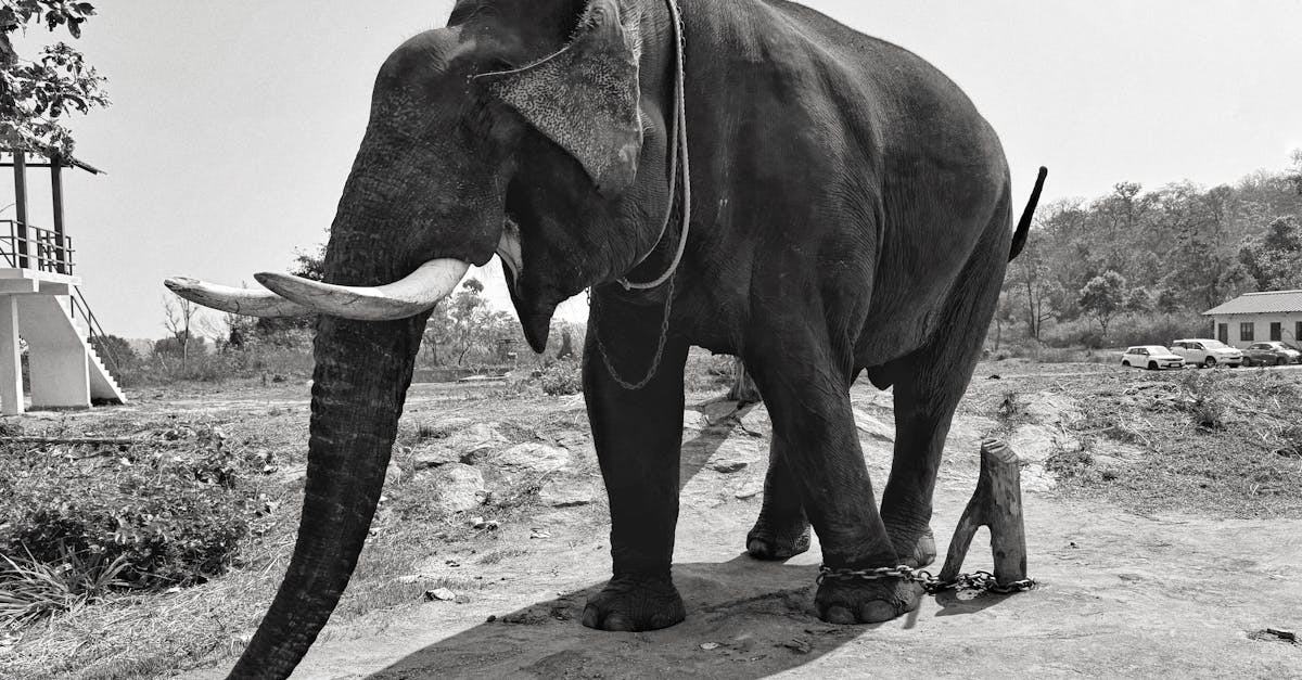 découvrez l'importance de la conservation de la faune et apprenez comment protéger les espèces menacées et leur habitat. engagez-vous pour un avenir durable en préservant la biodiversité.